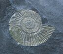 Dactylioceras Ammonite On Shale - Germany #2267-1